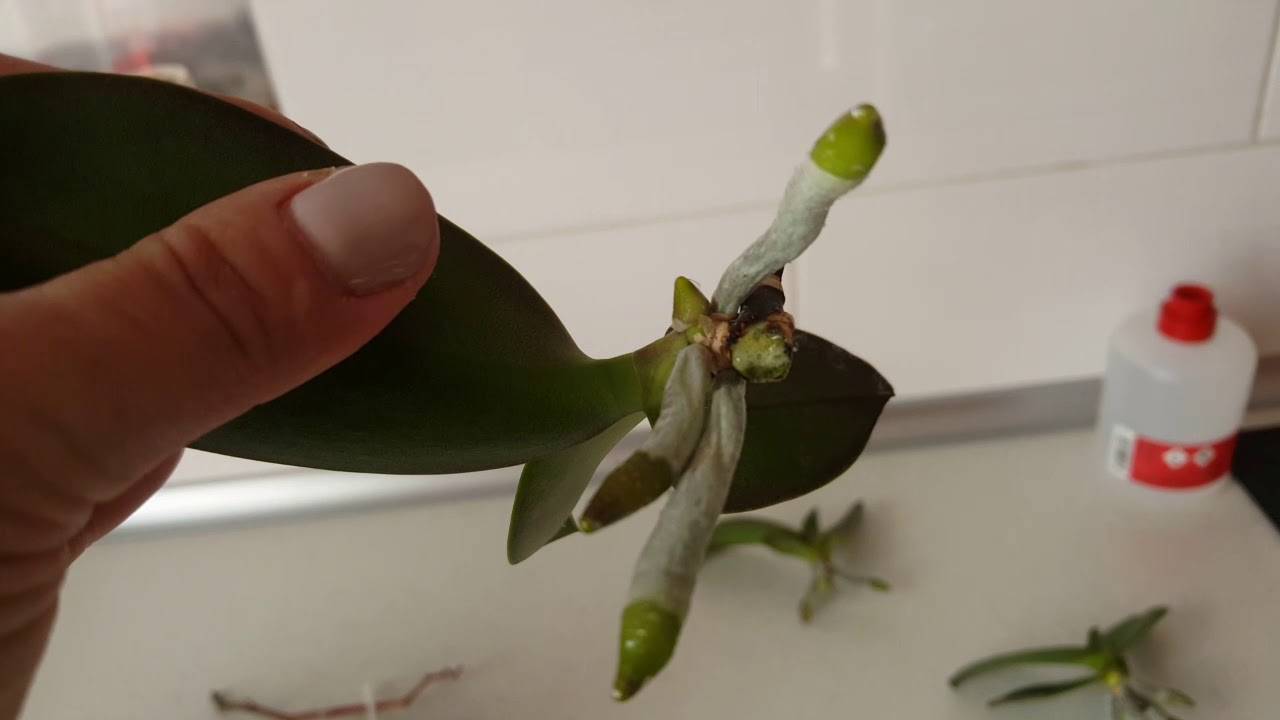 Как отсадить детку орхидеи – правильная обрезка и пересадка растения с цветоноса с корнями или без в домашних условиях