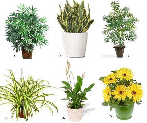 15 комнатных растений, которые очищают воздух в квартире