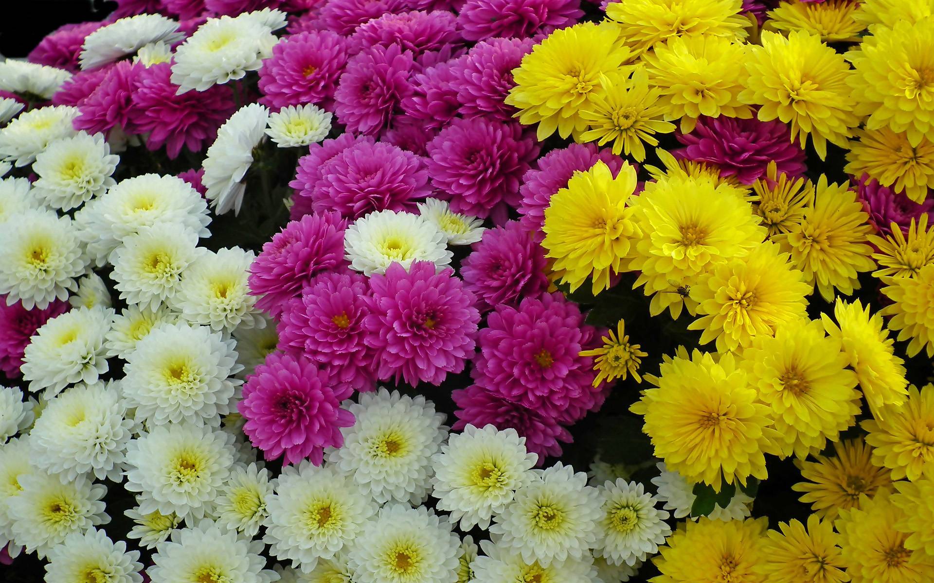 Зимостойкие сорта хризантем: 20 самых лучших с фото и описанием, корейские, индийские, особенности выращивания и отзывы