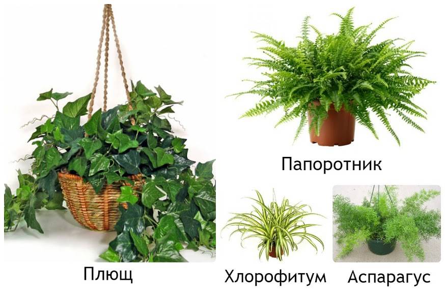 Свой бизнес: продажа комнатных растений