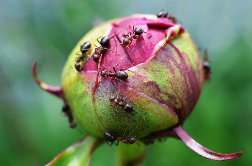 Чем обработать пионы, чтобы избавиться от муравьев