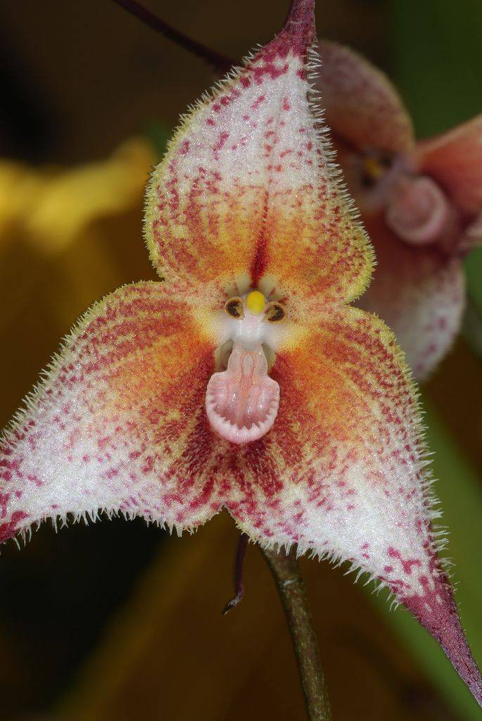 Орхидея дракула: фото обезьяньих цветов, уход и способы размножения