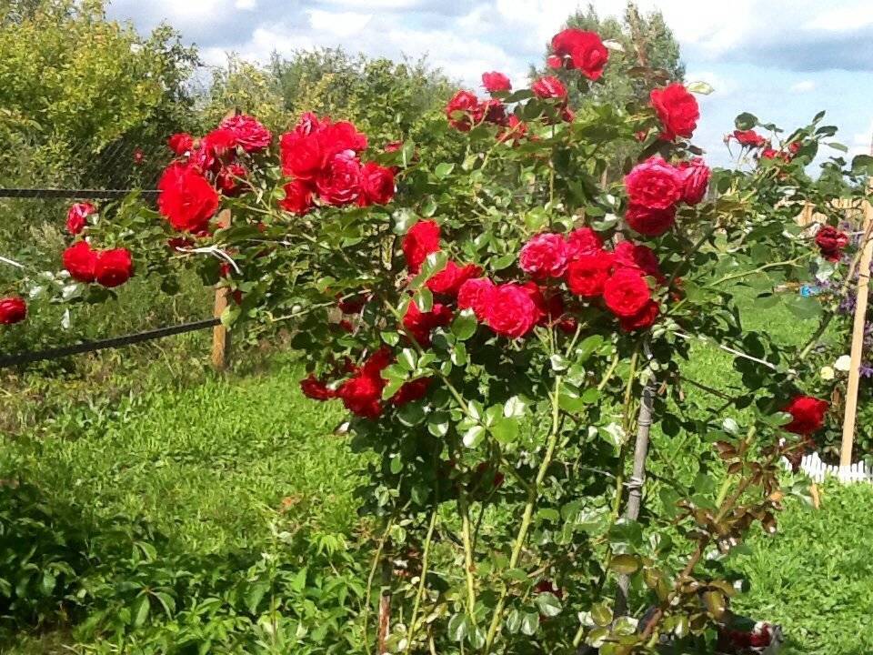 Описание и характеристики плетистой розы сорта амадеус: выращивание и уход