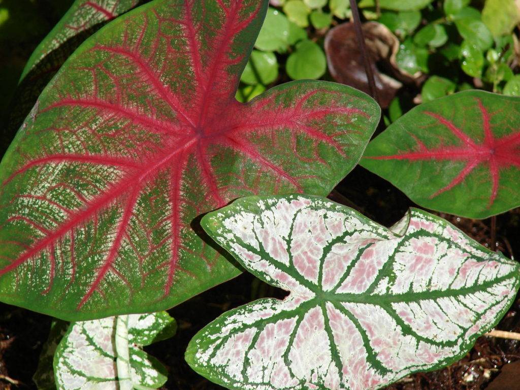 Что надо знать о выращивании красочного каладиума