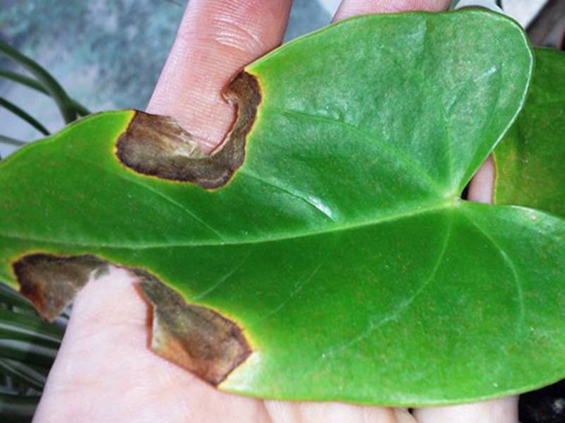 Антуриум — болезни листьев и корней, причины, фото, описание и лечение
