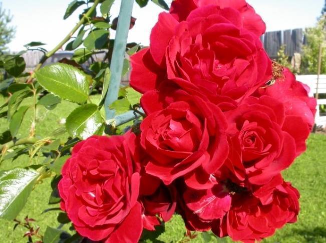 Плетистая роза «симпатия» (29 фото): описание сорта, особенности посадки, выращивания и ухода, отзывы - кард-оил