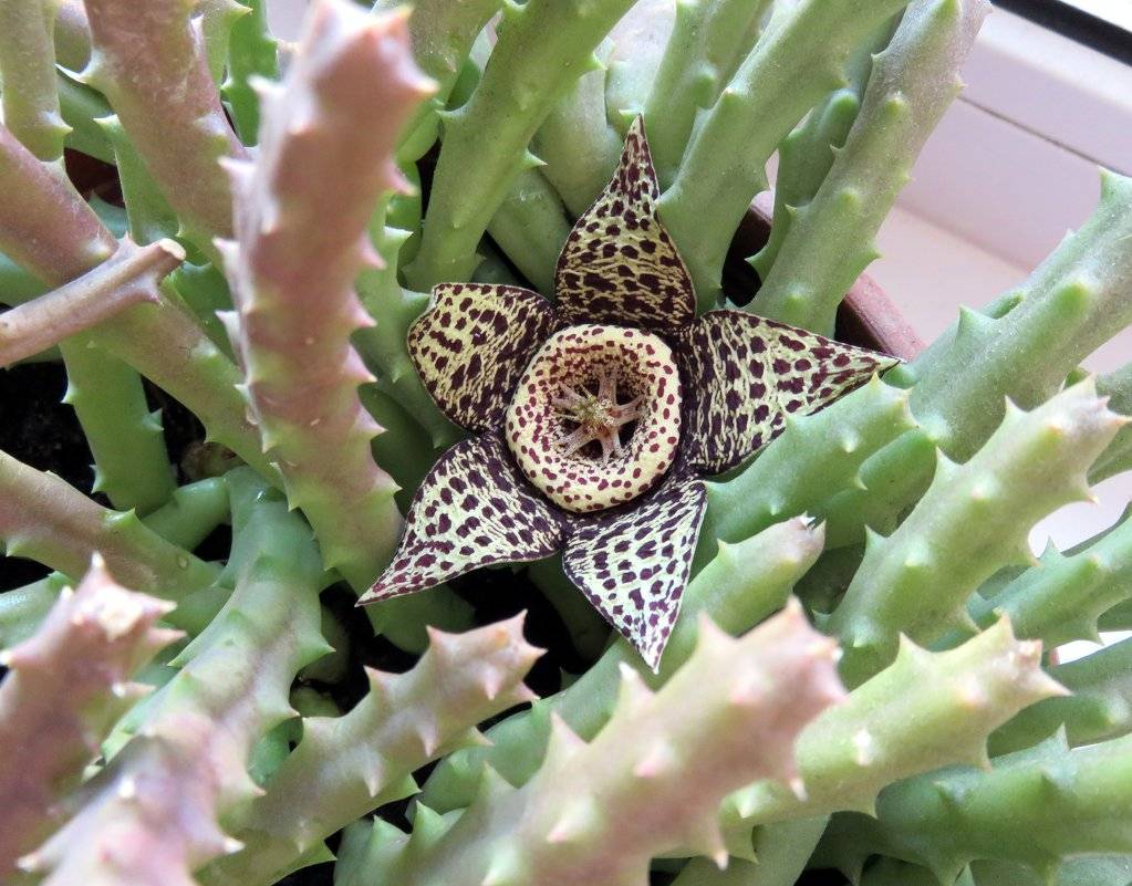 Стапелия – цветок похожий на кактус