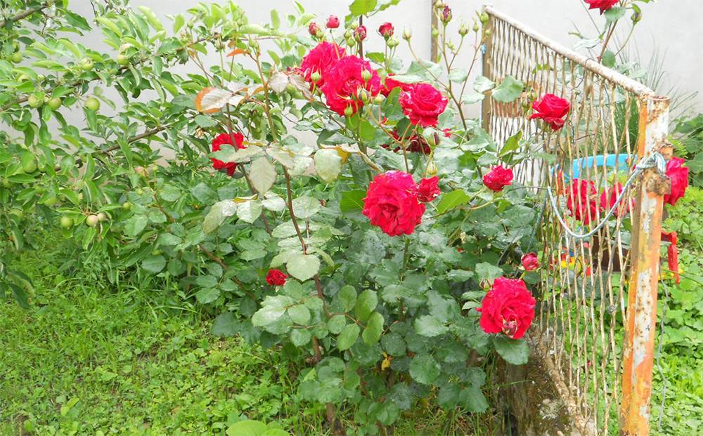 Плетистые розы: описание 20 сортов, посадка, уход | 75 фото