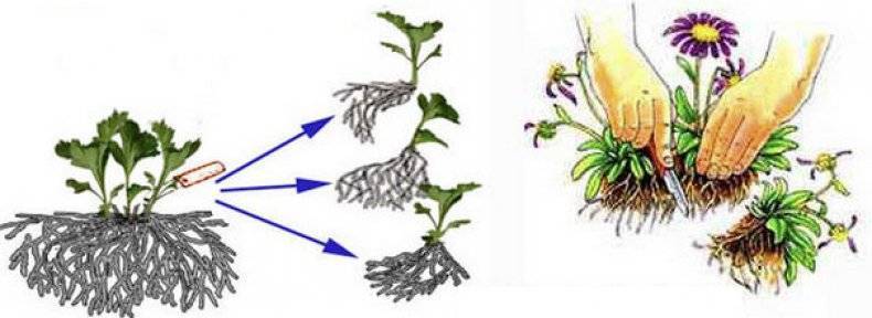 Способы размножения мальвы: черенкование, выращивание из семян, деление куста