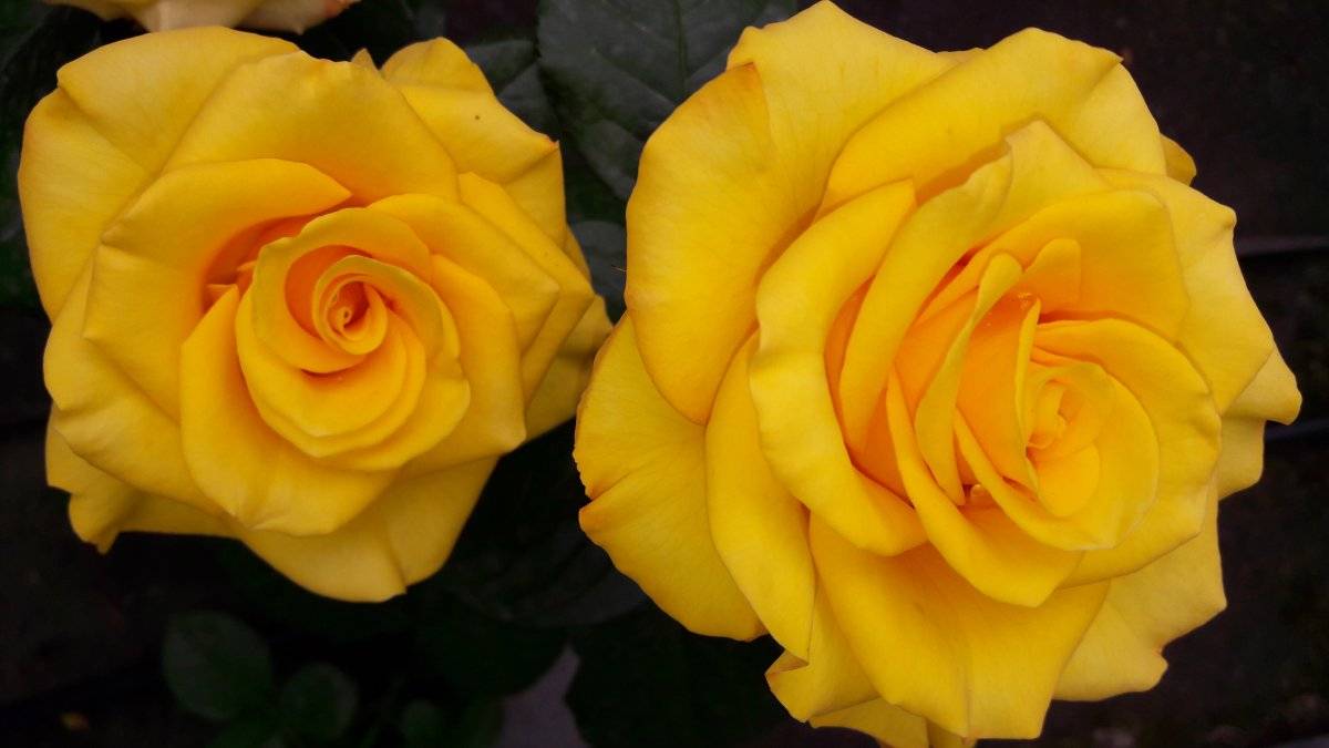 Чайно-гибридная роза керио — описание с фото, посадка и уход