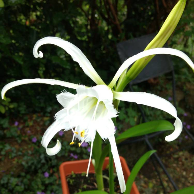 Гименокаллис (35 фото): уход за цветком в домашних условиях, виды карибский и фесталис, краткое описание внешнего вида