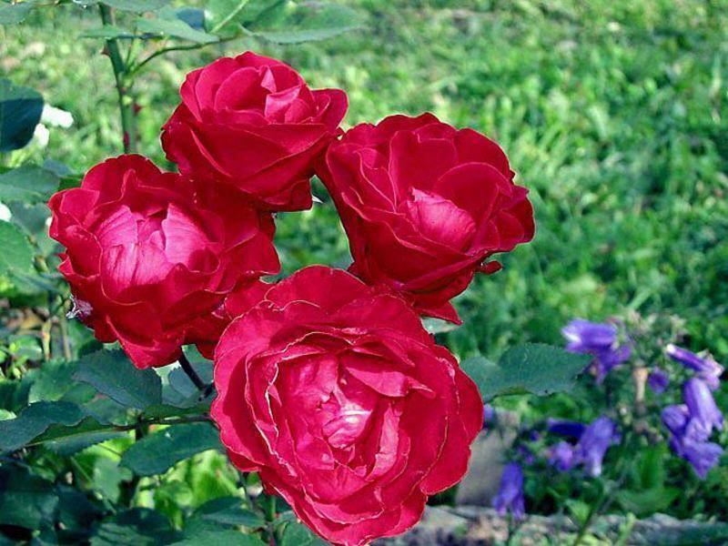 Роза нина вейбул (nina weibull) — что это за сорт флорибунды