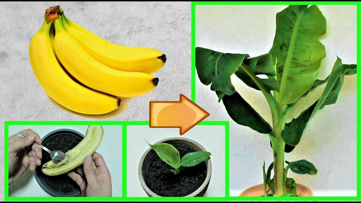 Банан: посадка и уход в домашних условиях, выращивание из семян