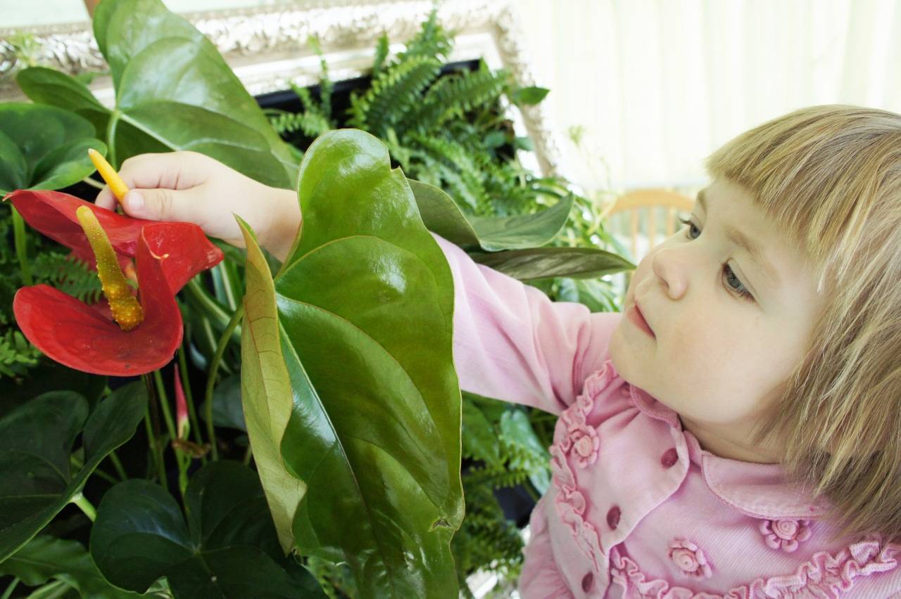 Безопасные растения для детской