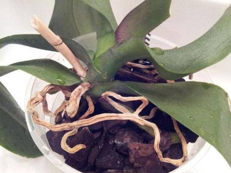 Как пересадить орхидею фаленопсис - пошаговая инструкция