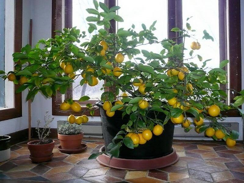 Как выращивать лимон из косточки в домашних условиях в горшке: можно ли прорастить черенок, как размножается selo.guru — интернет портал о сельском хозяйстве