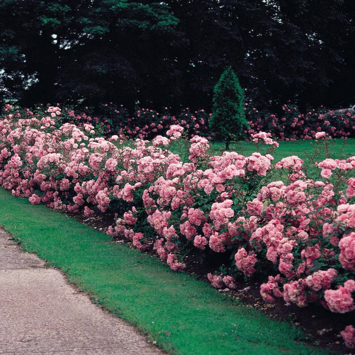 Бордюрные розы: уход и выращивание в открытом грунте, лучшие сорта, правила посадки