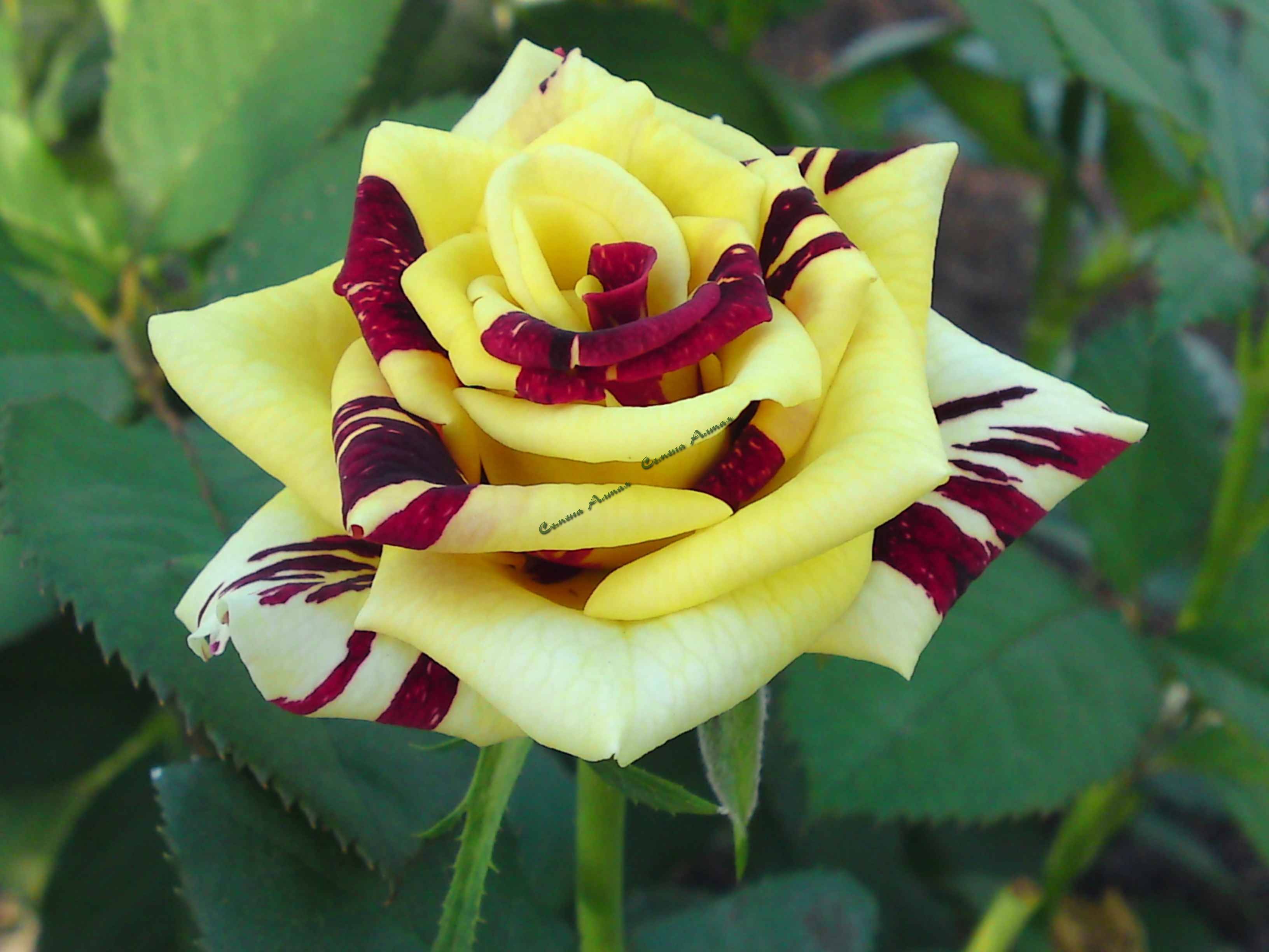 Роза флорибунда – сорта, посадка, выращивание и уход