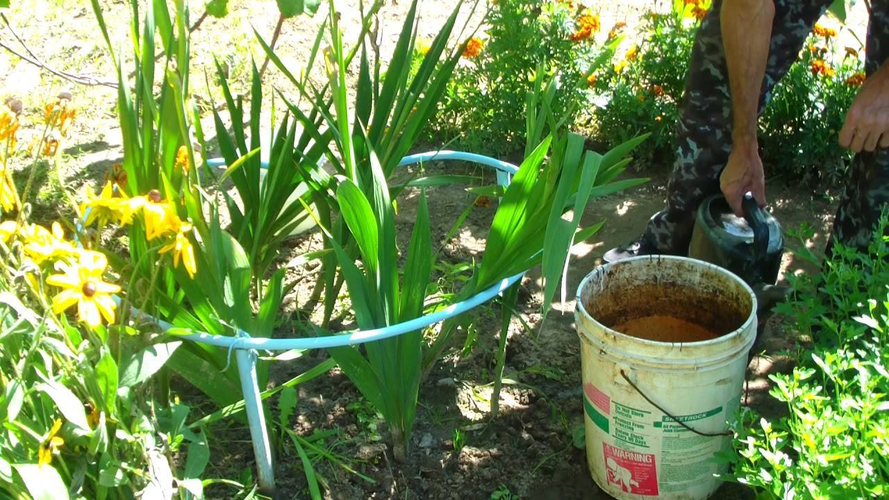 Чем подкормить гладиолусы для обильного цветения: удобрение, подкормка
