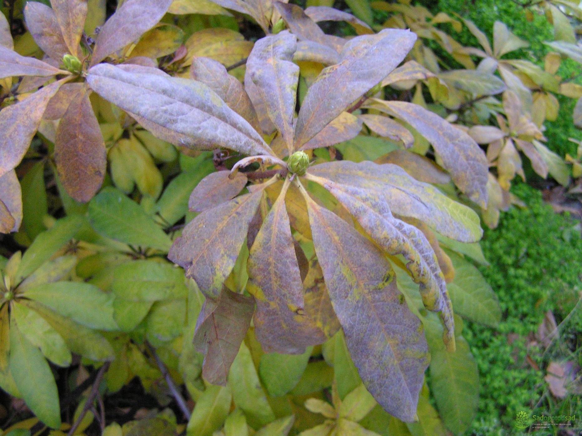 Почему желтеют листья у рододендрона, особенно нижние, и опадают: по каким причинам это происходит, что делать?