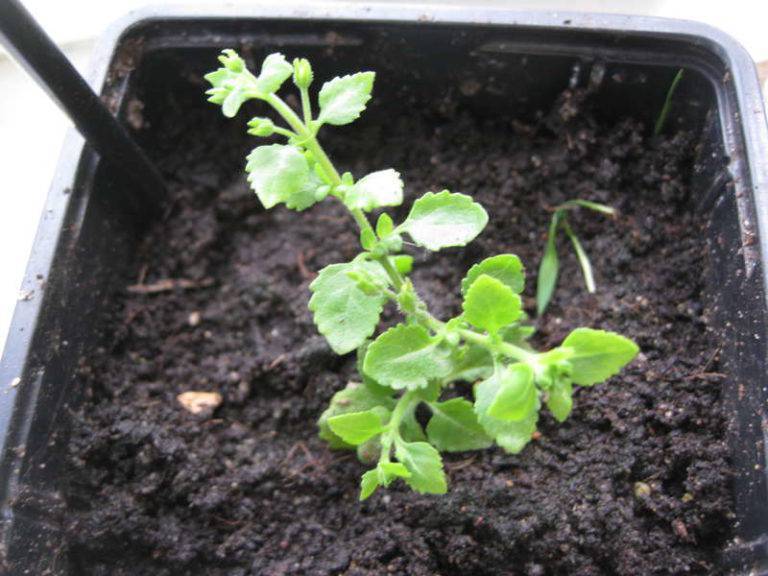 Бакопа: выращивание из семян, фото, посадка и уход в домашних условиях