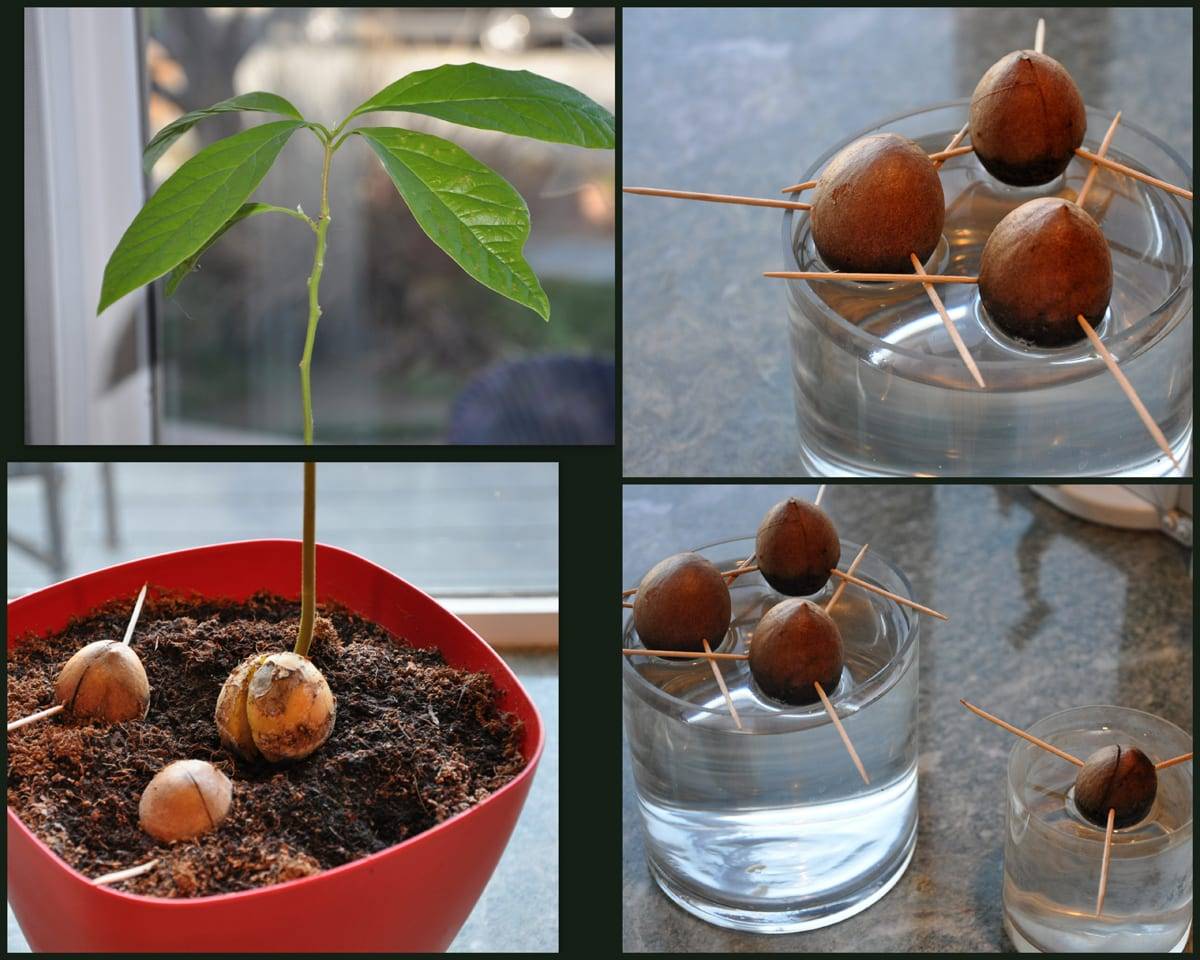 Как прорастить авокадо из косточки, как правильно выращивать в домашних условиях и производить посадку: пошаговые инструкции, фото selo.guru — интернет портал о сельском хозяйстве