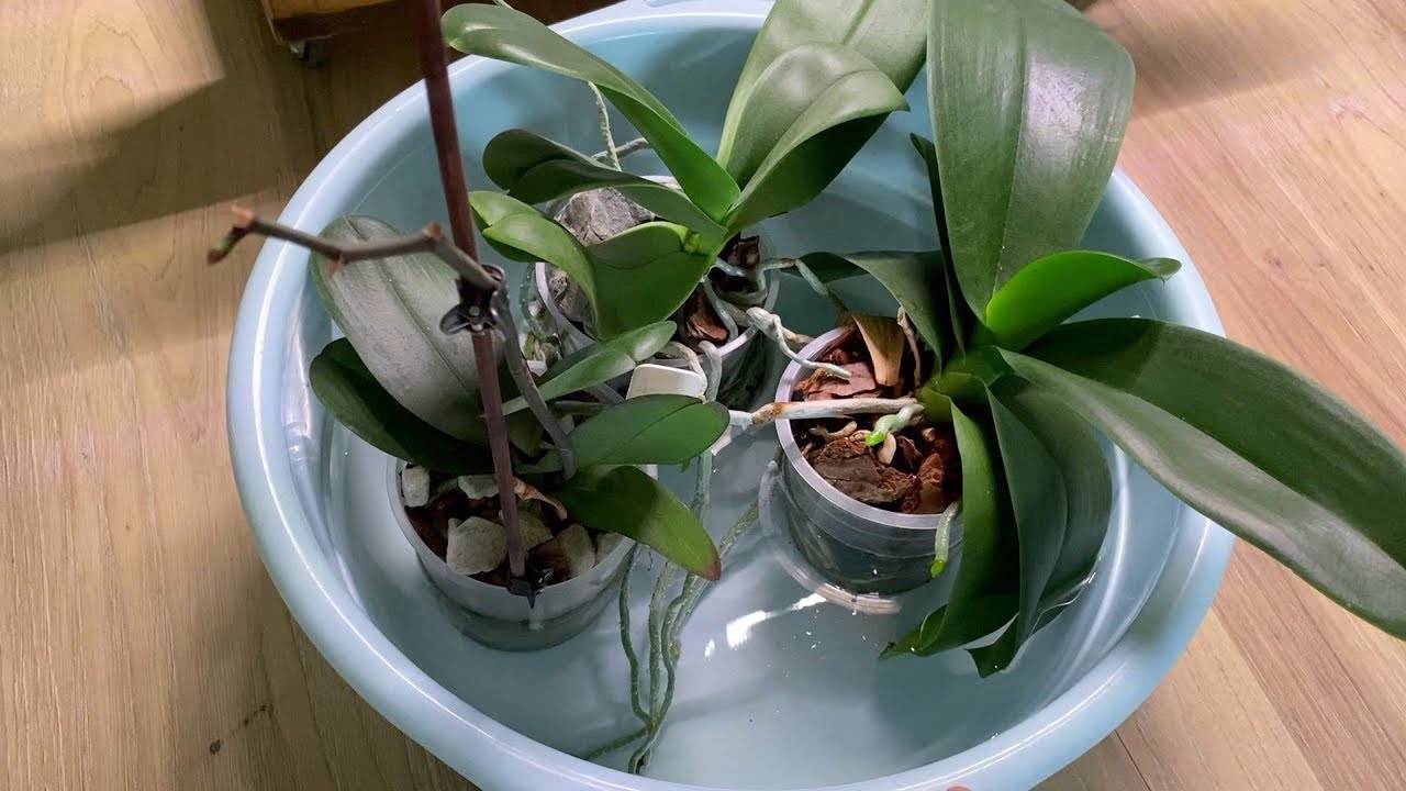 Орхидея фаленопсис уход в домашних условиях - размножение, пересадка, полив. почему не цветет фаленопсис