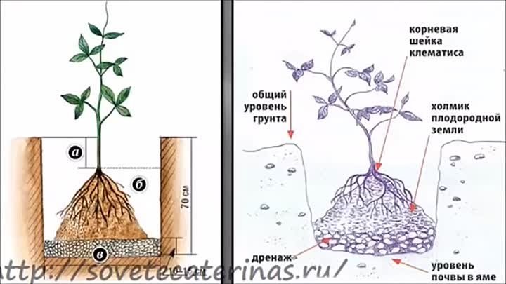 Схема посадки клематисов на расстоянии друг от друга