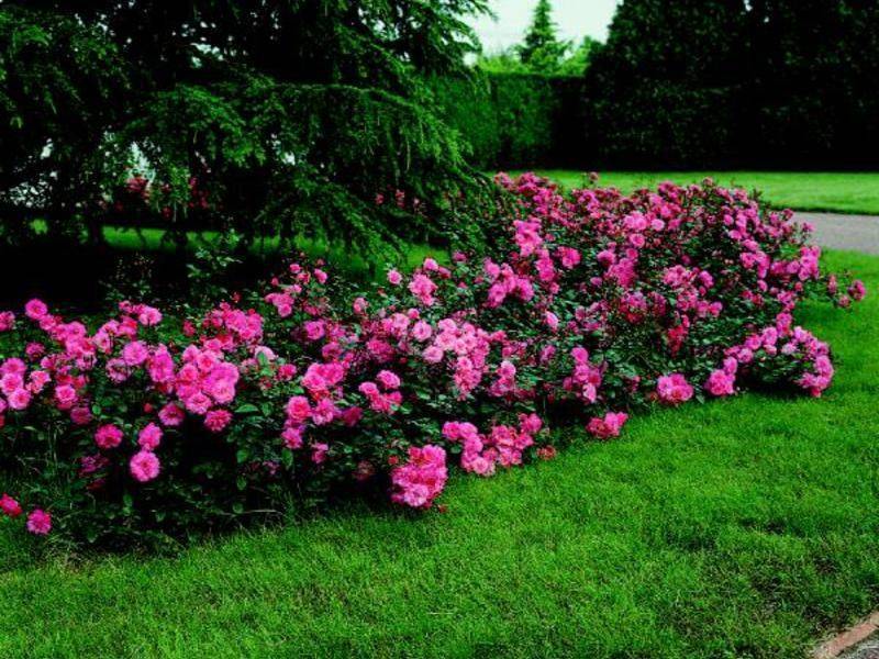 Бордюрная роза. сорта. выращивание. посадка и уход :: syl.ru