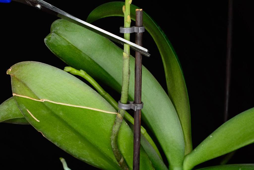 Орхидея отцвела: что делать со стрелкой, как ухаживать дальше