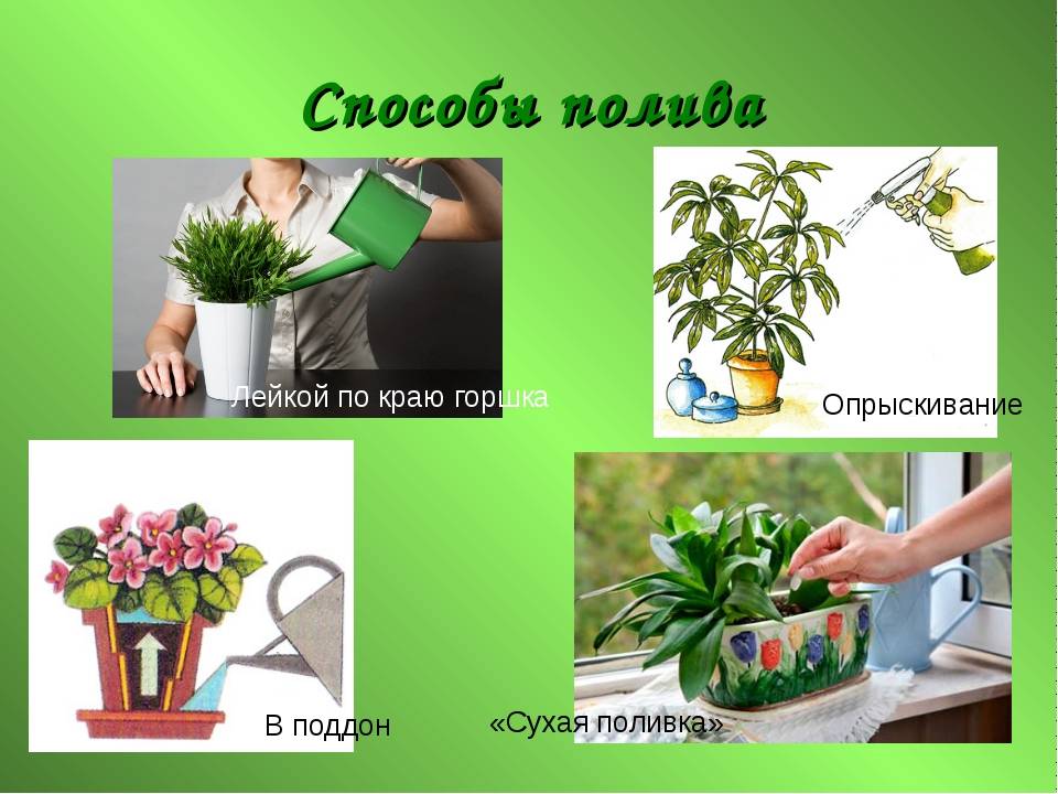 Полив комнатных растений. факторы, виды и способы полива комнатных растений | сад и огород.ру