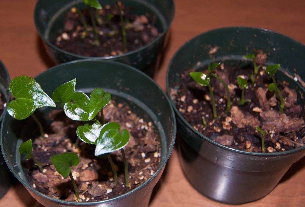 Какие комнатные растения легко вырастить дома из семян