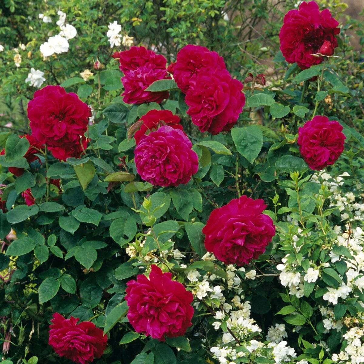 О розе эл ди брейтуэйт: описание и характеристика сорта розы лорд брейсвейт
