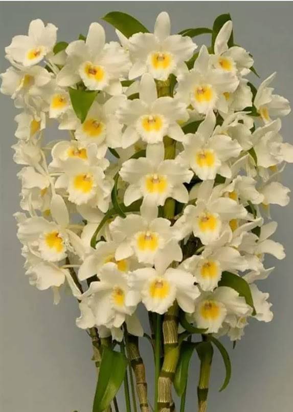 Орхидея дендробиум нобиле: уход в домашних условиях
