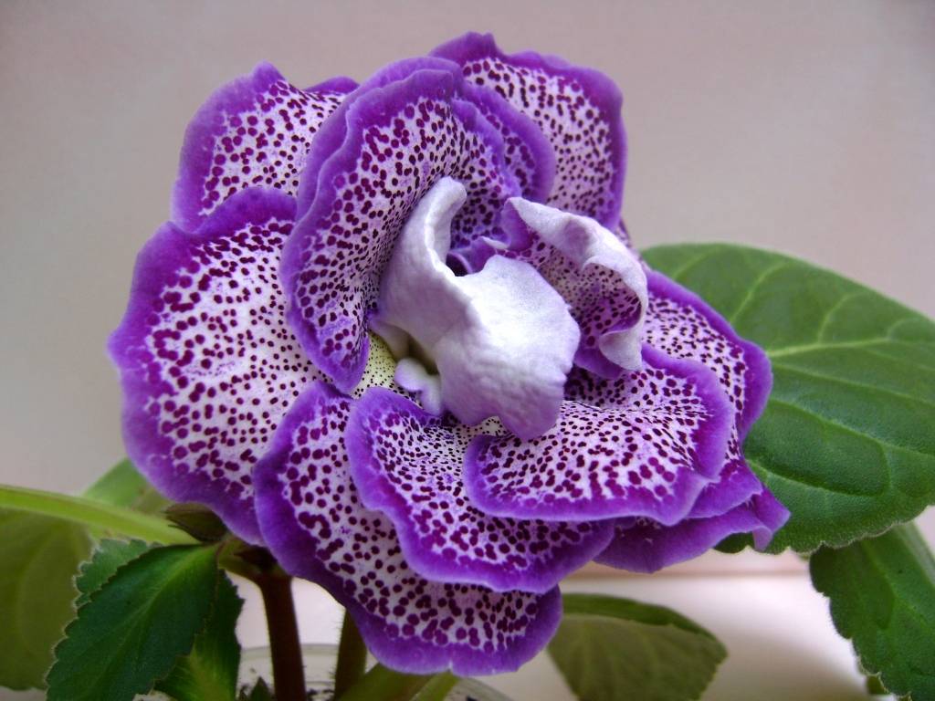 Цветок глоксиния (синнингия) уход и размножение, фото