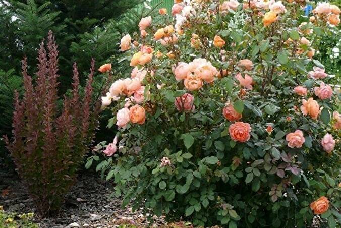 Роза леди эмма гамильтон: уход и выращивание, описание и характеристики