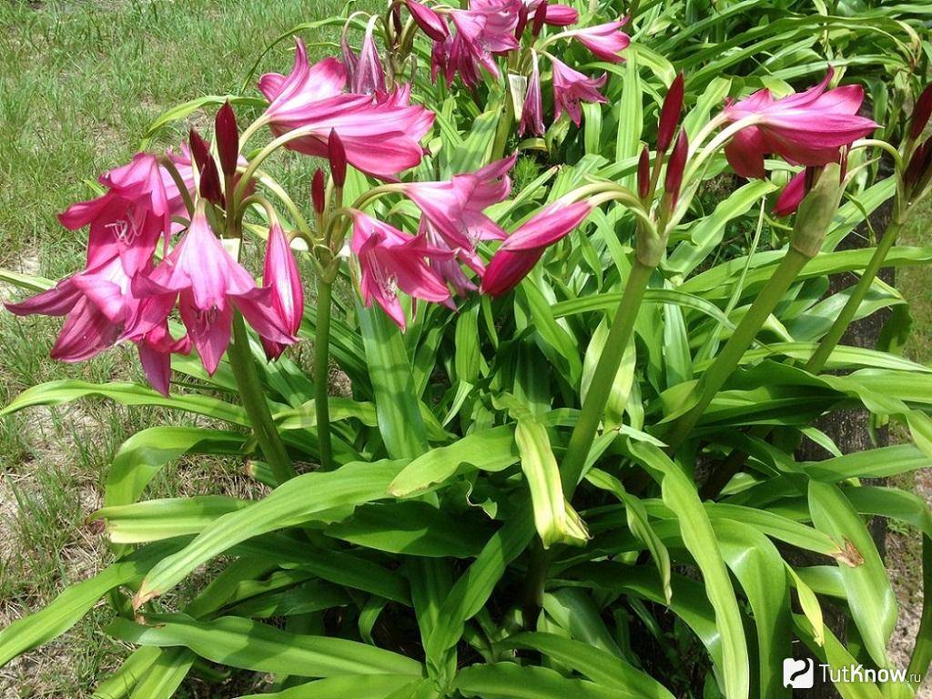 Кринум в саду – фото цветка, посадка и уход в открытом грунте