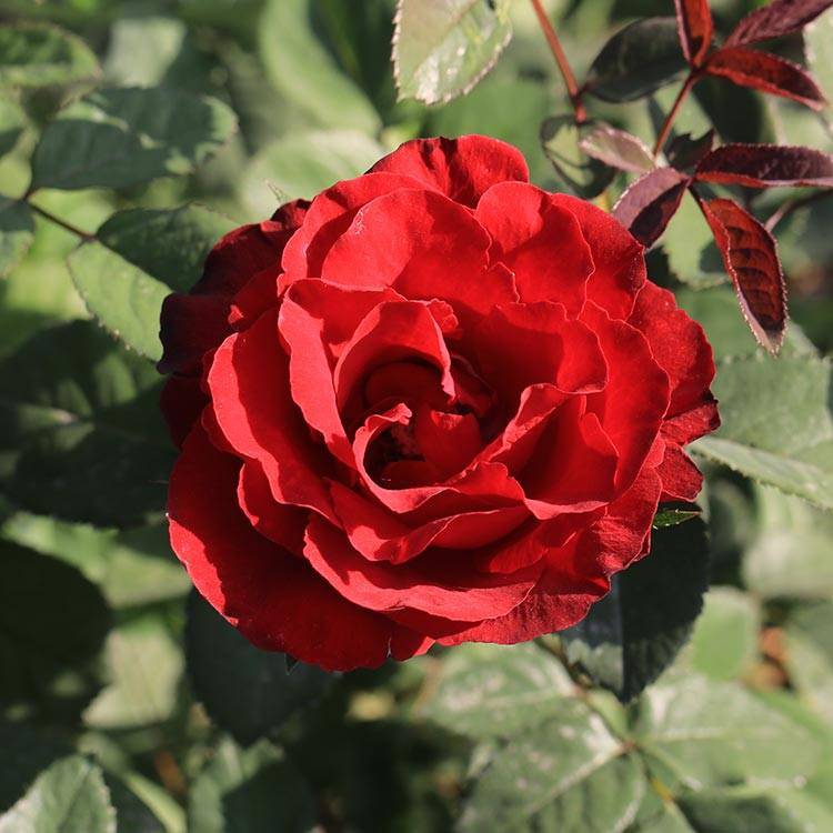 Роза гранд гала посадка уход. роза «гранд гала»: правила посадки, обрезки и выращивания. устойчивость к солнцу