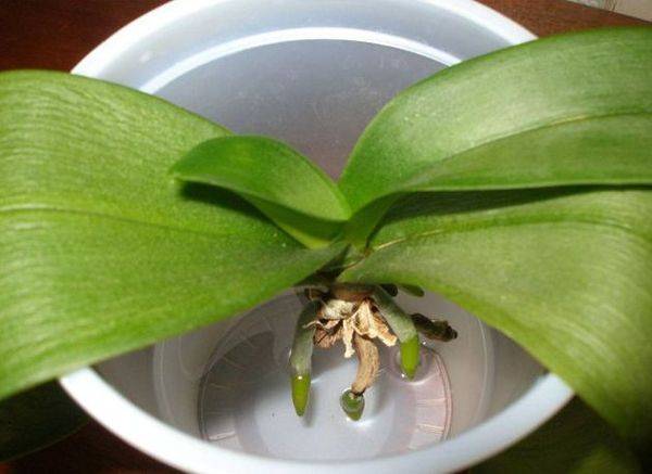 Нюансы ухода за орхидеями: что такое воздушные корни и для чего они нужны?