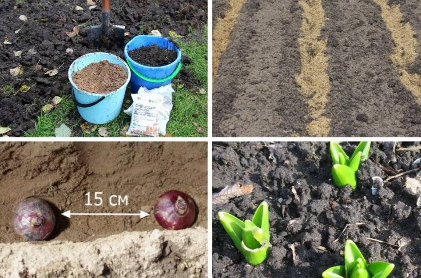 Гиацинты: посадка в открытый грунт и уход, выращивание в саду