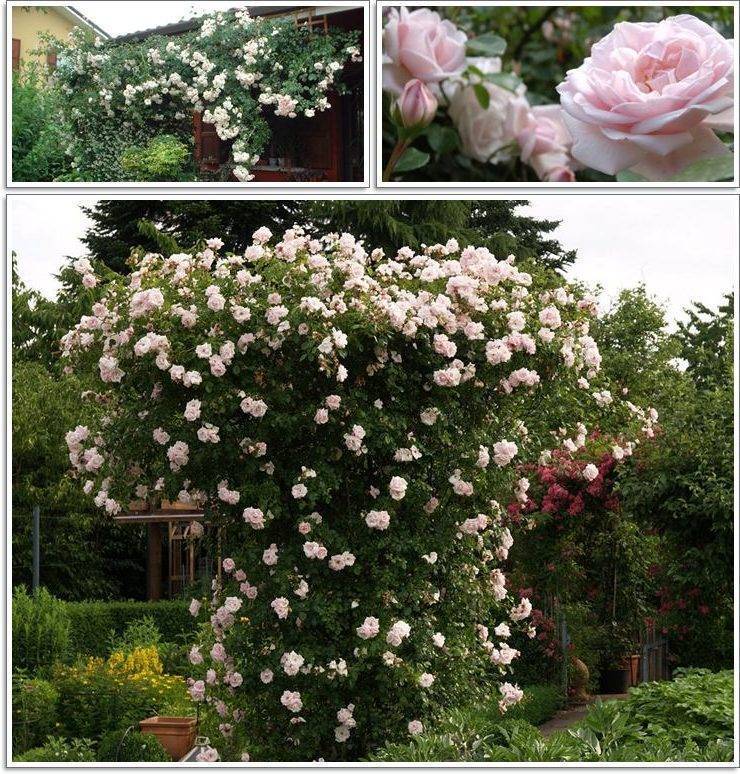 Выращивание лучших плетистых роз, цветущих все лето