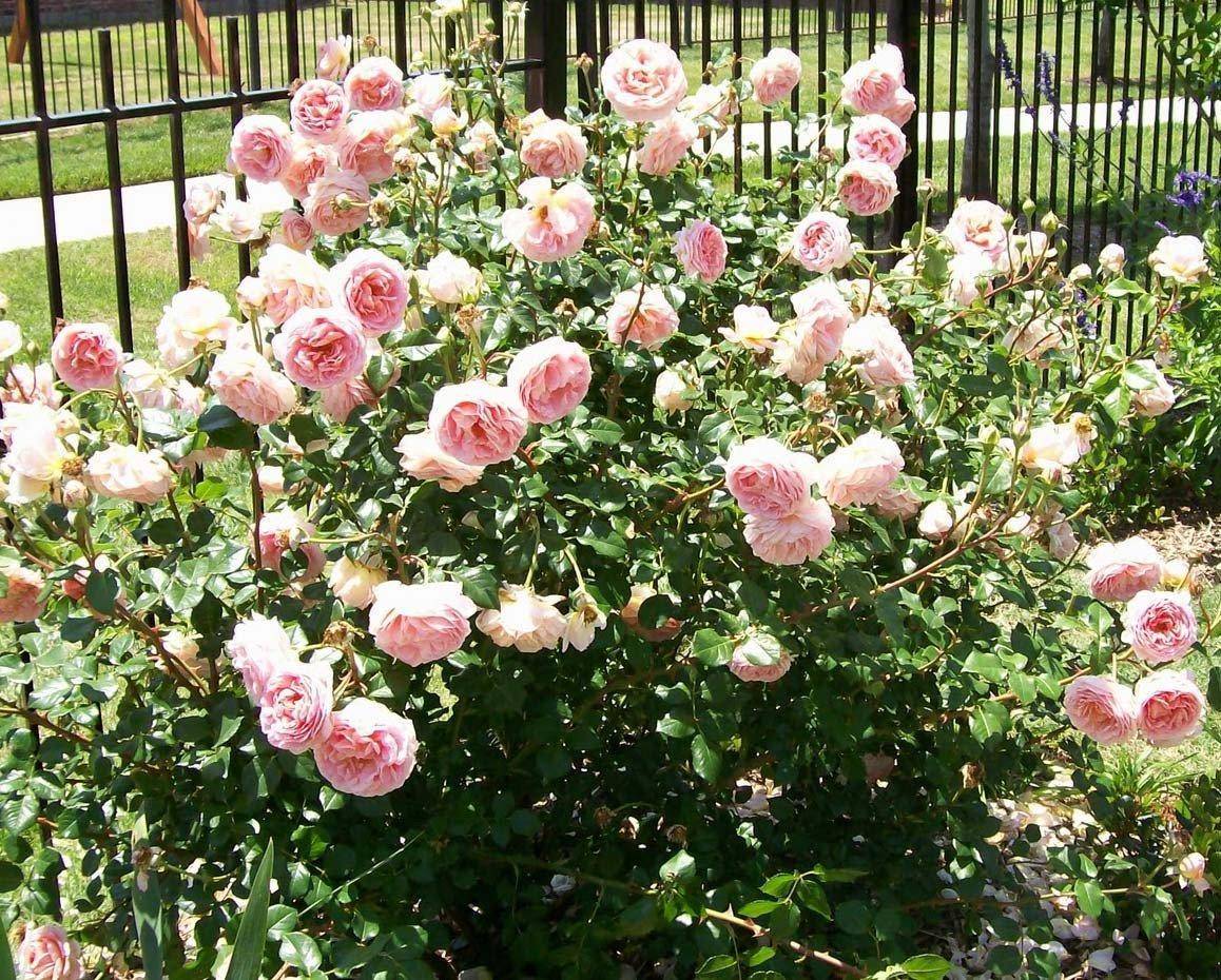 Роза английская абрахам дерби - описание внешнего вида, условия содержания