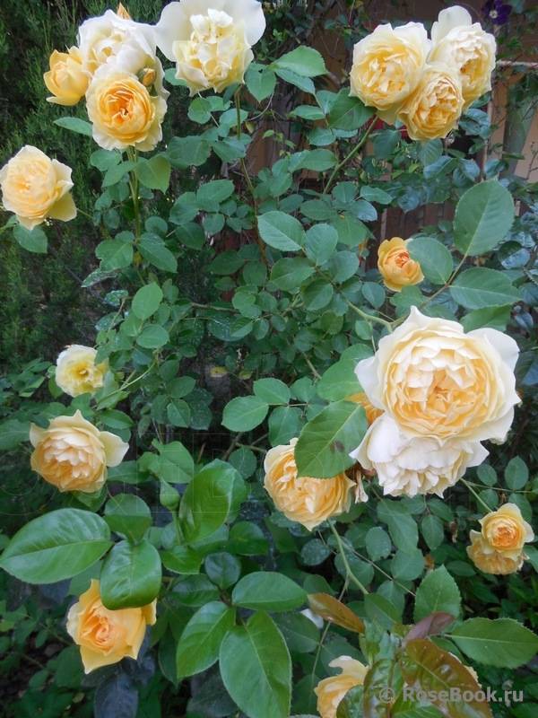 Роза «грехам томас»: описание, фото, посадка, уход