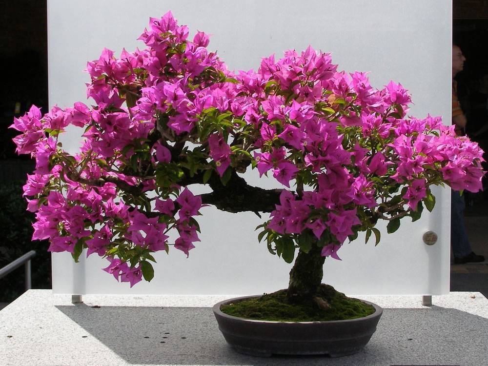 Цветок бугенвиллия: выращивание и уход в домашних условиях, фото