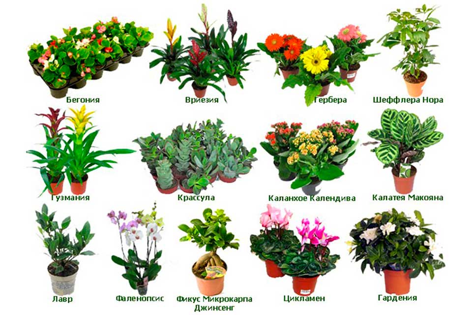Экзотические цветы, произрастающие в джунглях и выращиваемые в садах