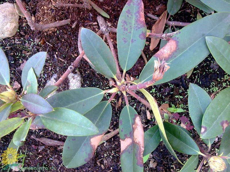Болезни рододендронов и их лечение с фото: если листья стали коричневыми, скручиваются