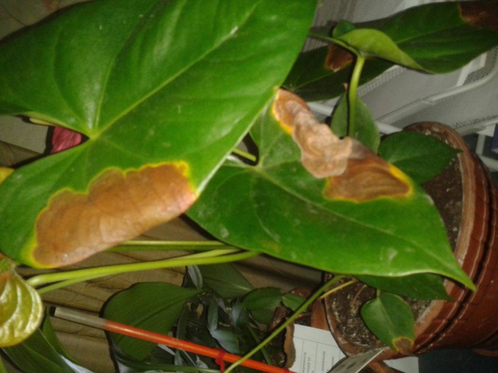 Почему сохнут и появляются на листьях антуриума коричневые пятна