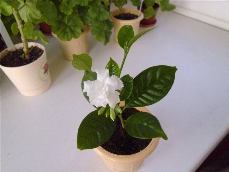 Цветок табернемонтана: уход в домашних условиях, фото, размножение и виды