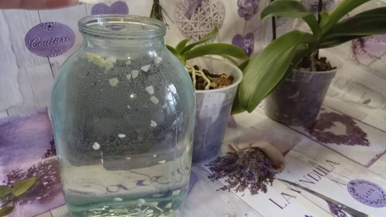 Чесночная вода для орхидей: зачем и как подкармливать чесночной водой, рецепт раствора, польза