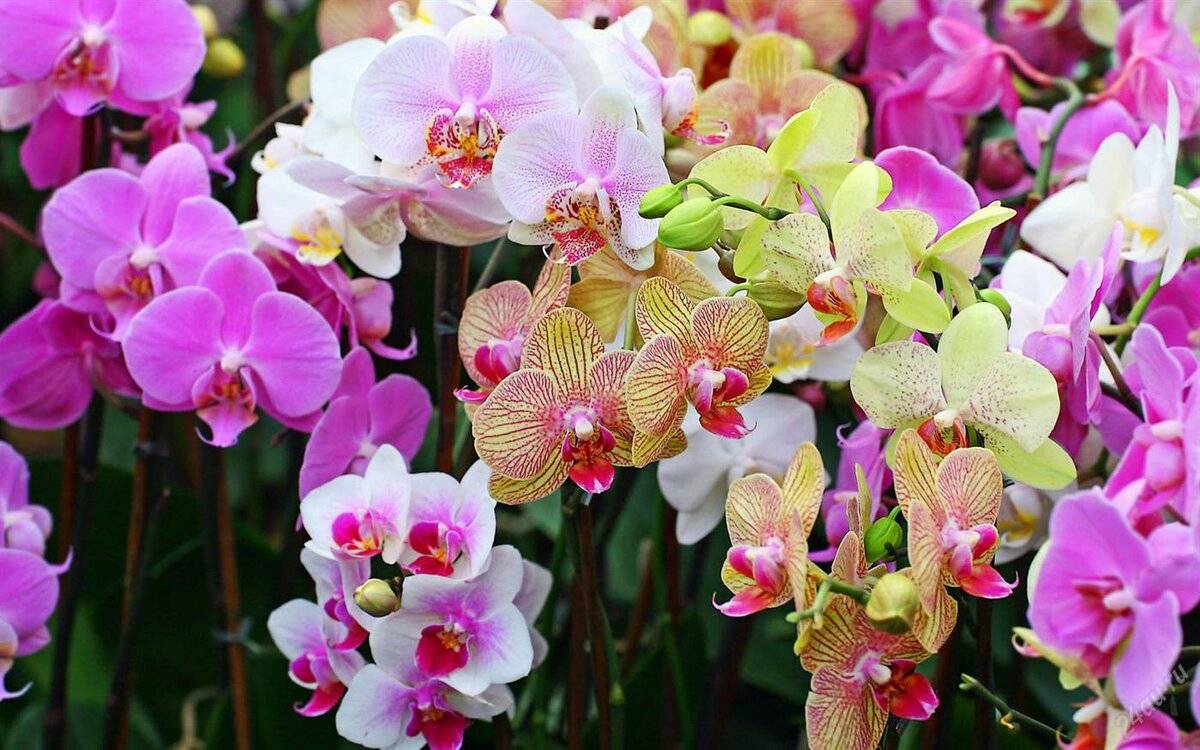 Орхидея фаленопсис: каталог сортов и определитель видов с названиями по фото, включая анаконда, мукалла, королевская, монако, сезам, рейнбоу, обильно и долгоцветущие